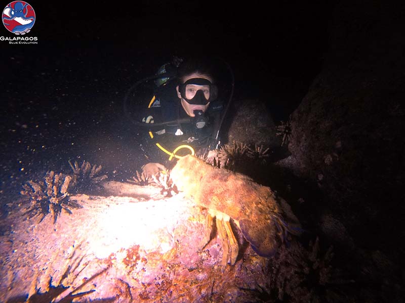 A diver spotting a Galapagos Lobster during a night dive.
