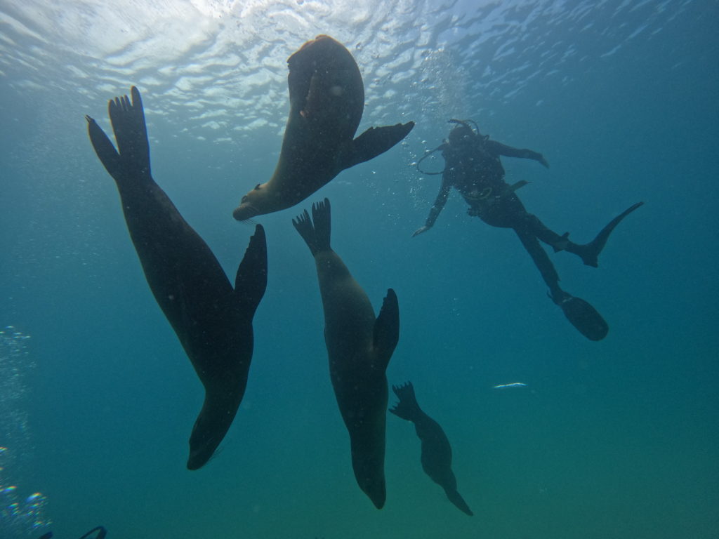 A student looking at playful sea lions during a PADI Open Water Course.