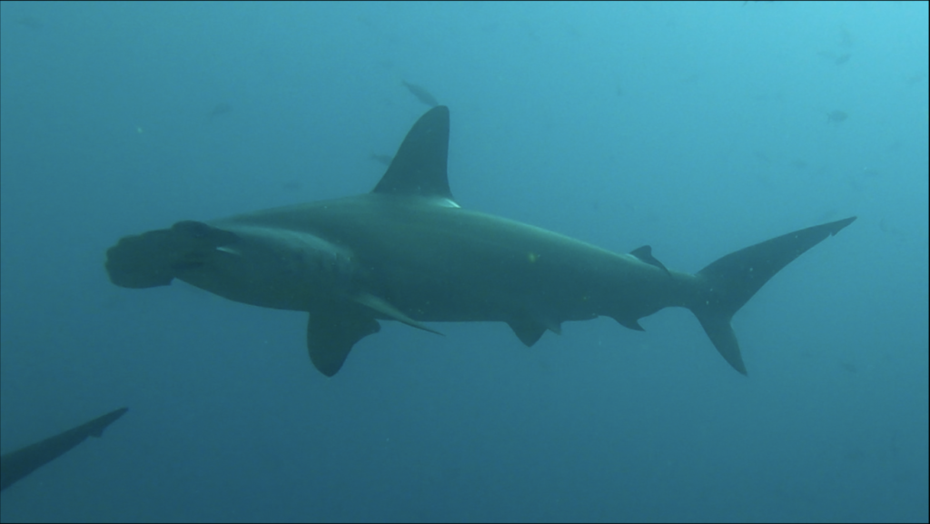 A majestic Hammerhead Shark spotted around Kicker Rock in San Cristobal Island, Galapagos, Ecuador.