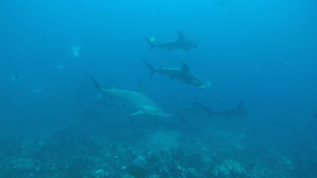 A school of Hammerhead sharks spotted at Kicker Rock in San Cristobal, The Galapagos Islands.