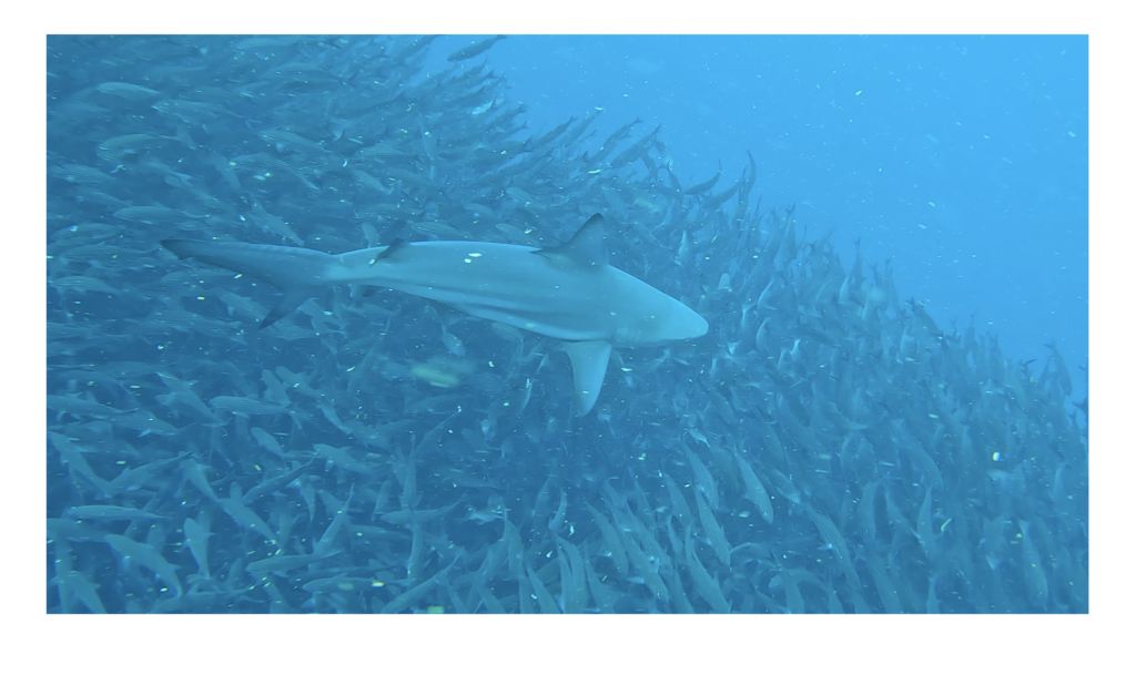 Blacktip Sharks can be seen around bait balls looking for their next catch at Kicker Rock in San Cristobal Island, Galapagos, Ecuador.