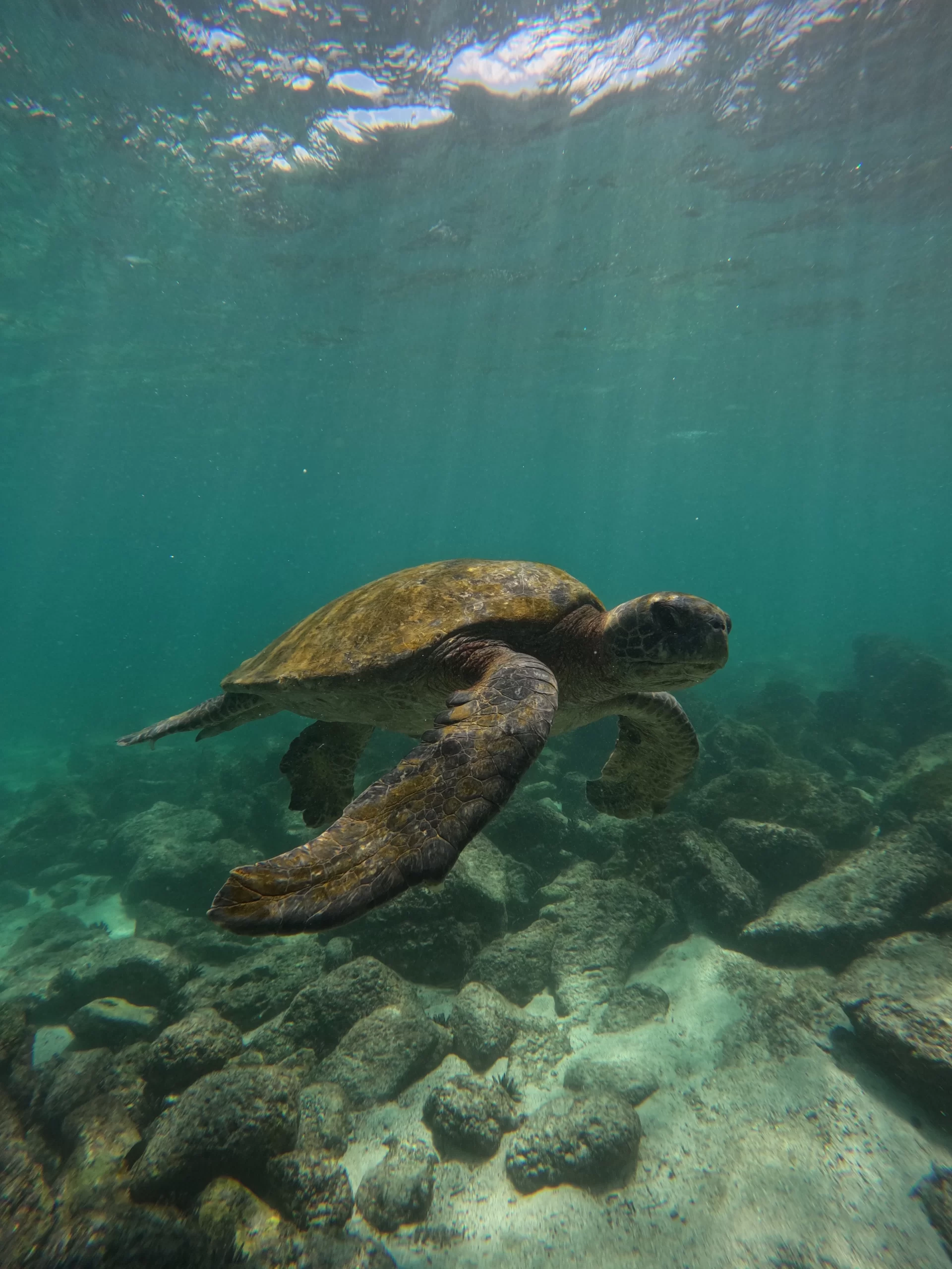 A sea turtle spotted during a snorkeling tour in Galapagos.