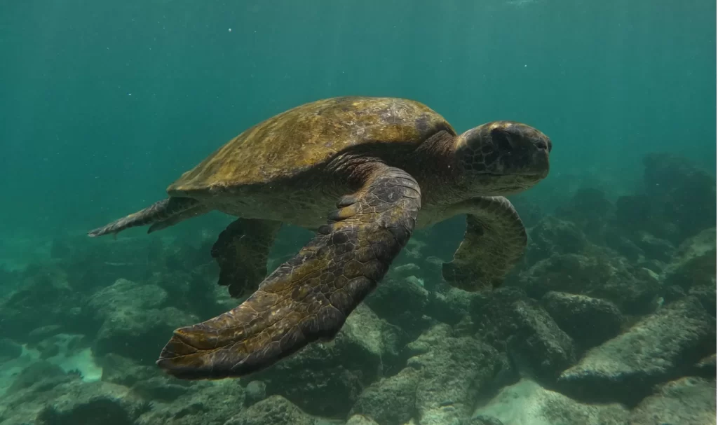 A sea turtle gently passing by during one of our snorkeling tours in the Galapagos Islands.