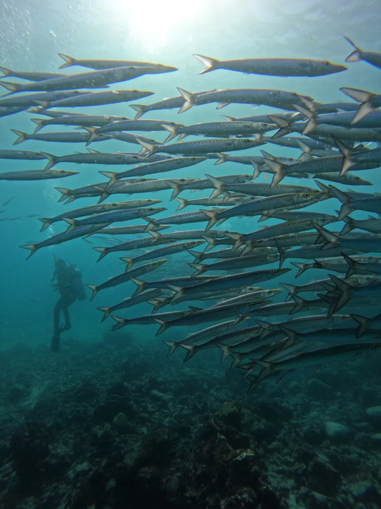 A school of barracudas passing by during a dive at Tijeretas, als know as Darwin Bay.