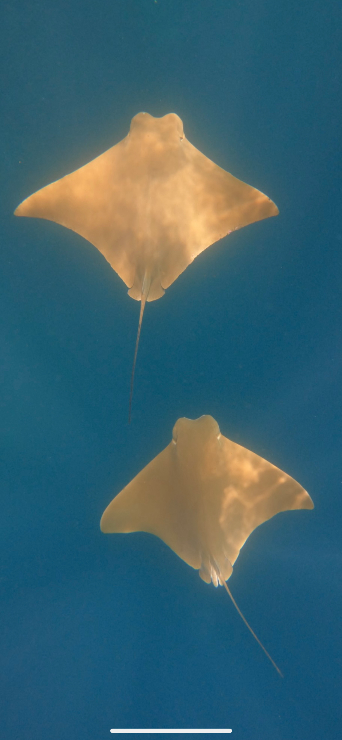 Two Golden Cownose Rays spotted at Kicker Rock while Snorkeling.