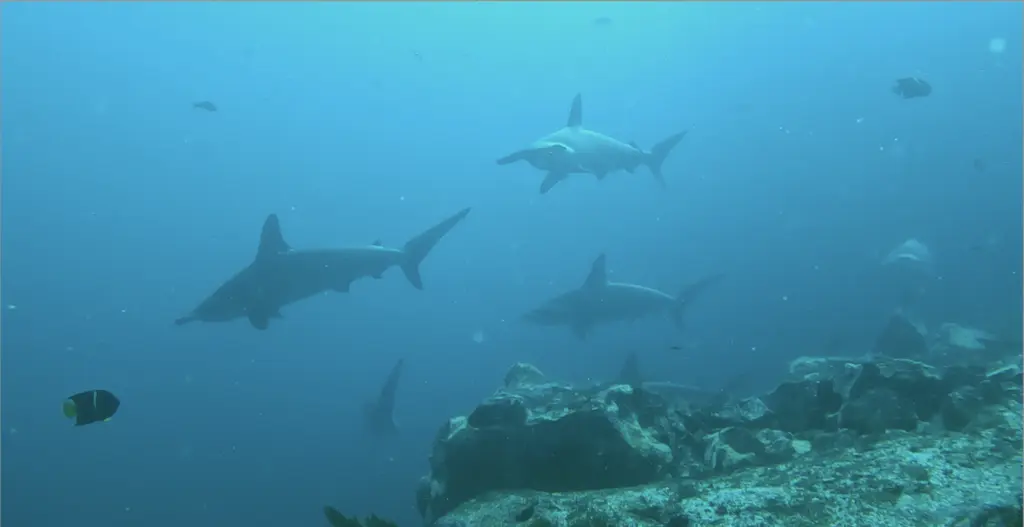 Hammerhead Sharks swimming by during a dive at Kicker Rock in the Galapagos Islands.